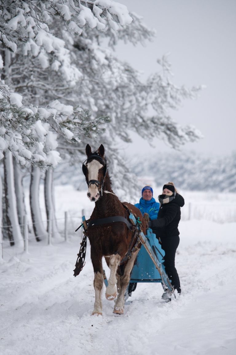 Carriage rides on Ameland - Foto: ClaudiaPhotography - VVV Ameland