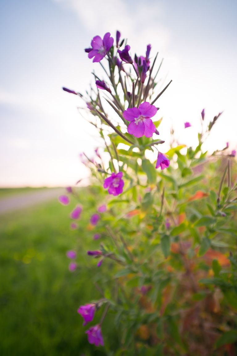 Spring on Ameland: your ultimate spring outing - VVV Ameland