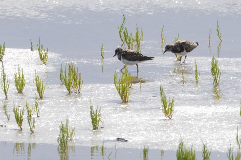 Spring on Ameland: your ultimate spring outing - VVV Ameland