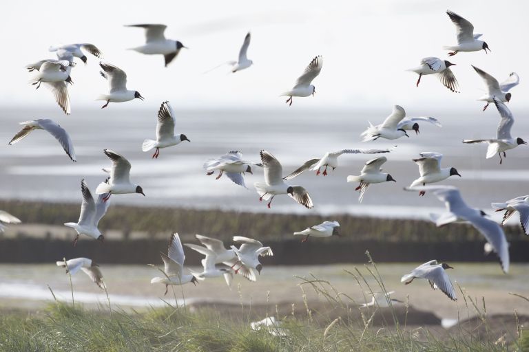 Oerd and Hôn - VVV Ameland