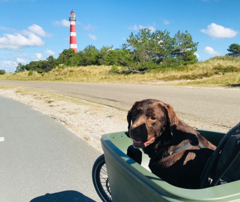 Last-minute with dog - VVV Ameland