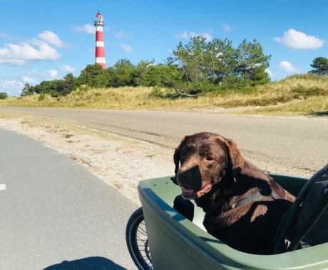 Last-minute with dog - VVV Ameland