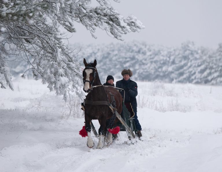 Carriage rides on Ameland - Foto: ClaudiaPhotography - VVV Ameland