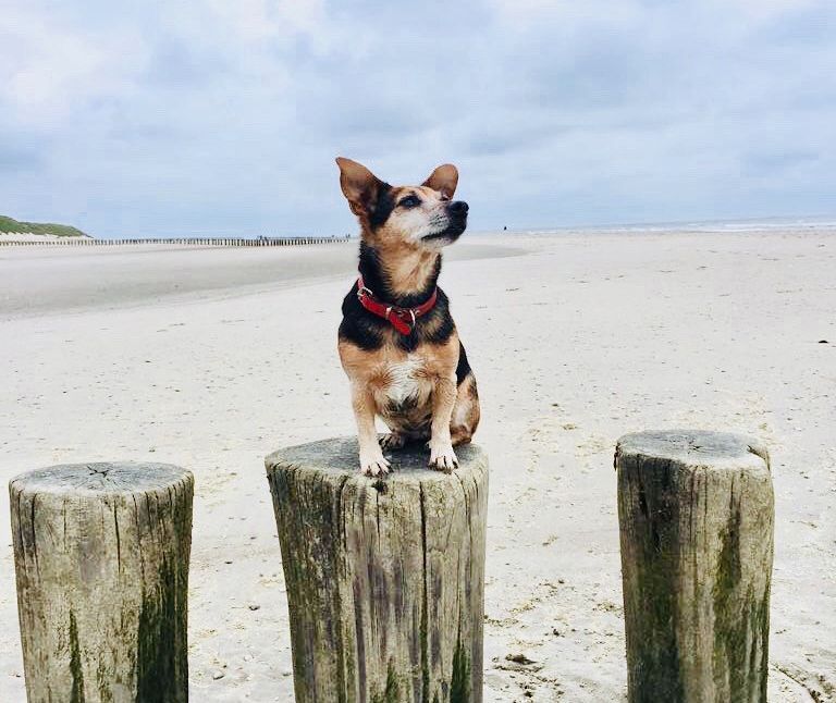 Last-minute with dog - VVV Ameland