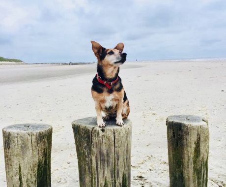 Last-minute with dog - VVV Ameland