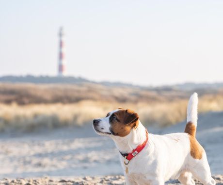 Last-minute with dog - VVV Ameland