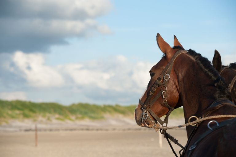 Demonstration horse-drawn rescue boat - VVV Ameland