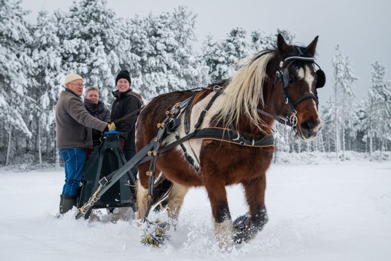 Carriage rides on Ameland - VVV Ameland