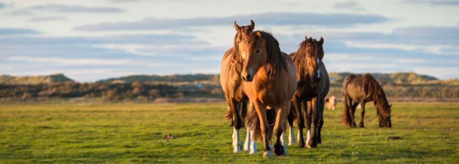 Frequently asked questions about accommodation on Ameland - Tourist Information Centre VVV Ameland.