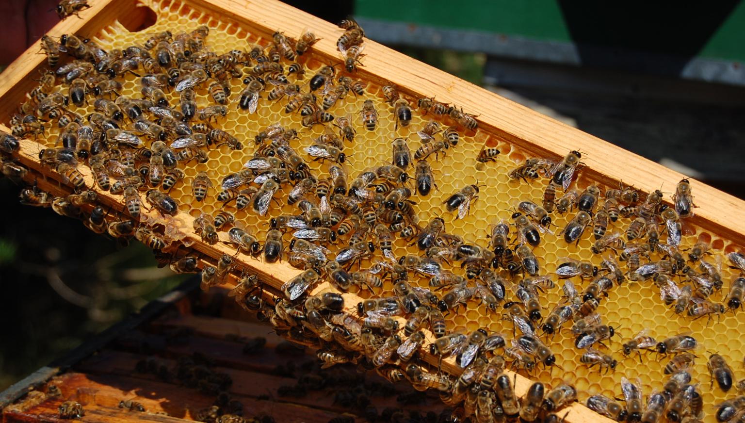 Ameland honey - Amelands Produkt - Tourist Information 