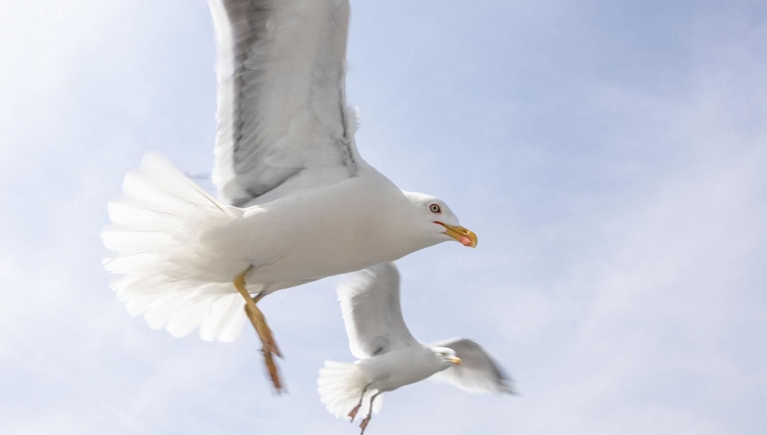 Animal ambulance Ameland - Tourits Information 