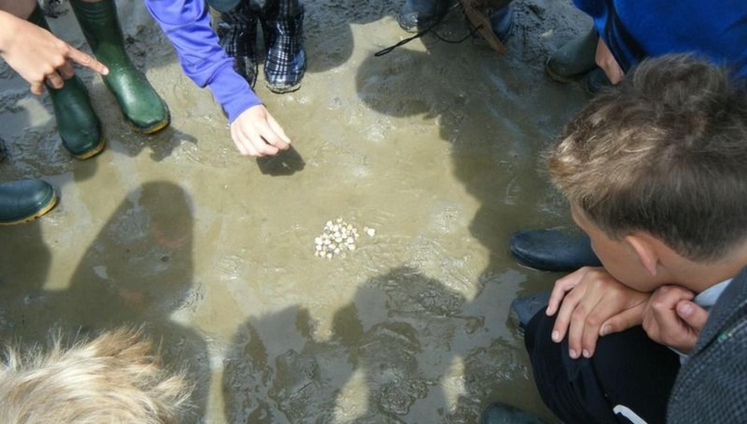 Mini  mudflat excursion - Tourist Information 