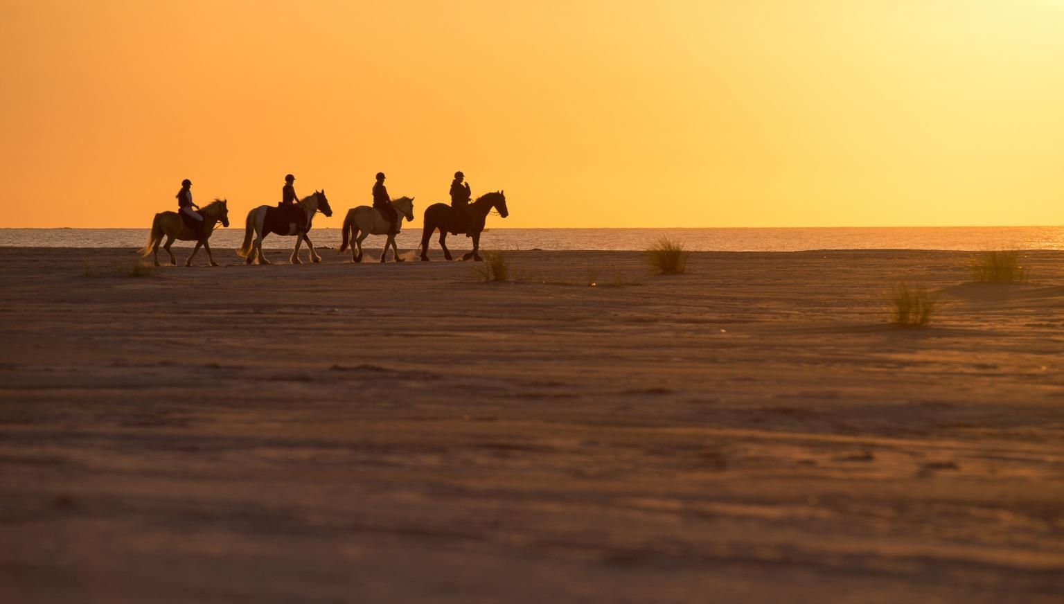 Horseback riding and covered wagon rides - Tourist information 