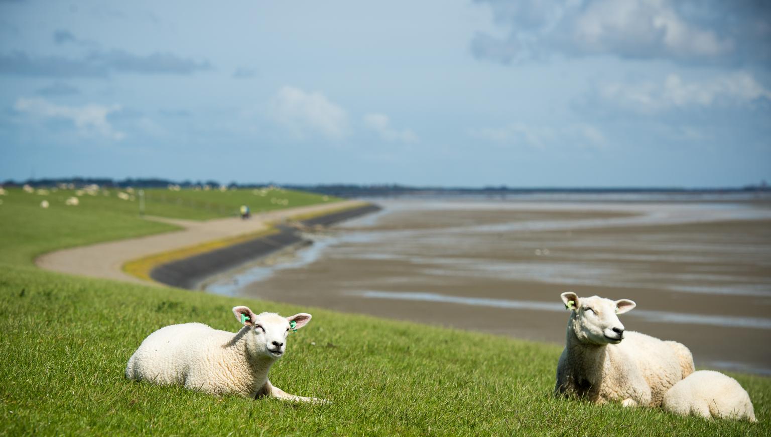 Taxi transport - Tourist Information “VVV” Ameland