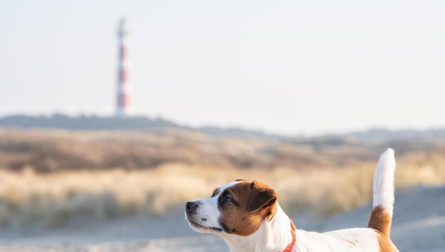 Ameland with your dog - Touritst Information 